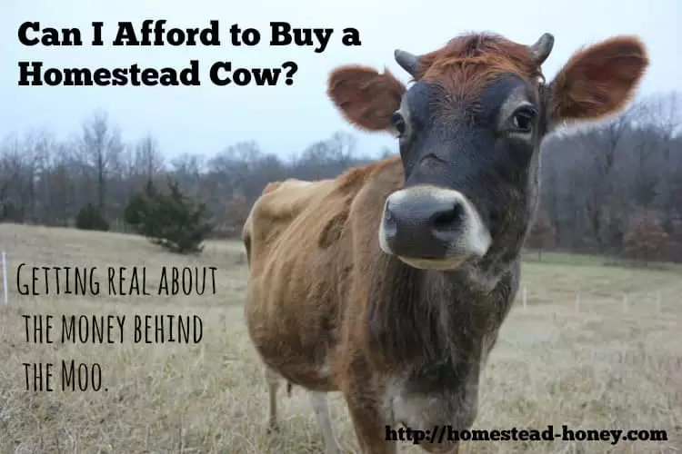 Can I afford to buy a cow? A look at the expenses and savings of purchasing your first cow. | Homestead Honey