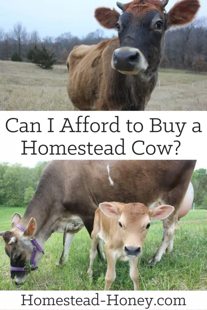 Can I Afford to Buy a Family Milk Cow? | Homestead Honey