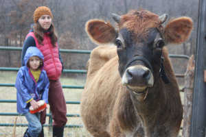Creme Brulee, a Jersey milk cow, gets settled into her new home | Homestead Honey