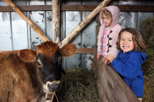 How did we go about selecting a homestead cow? Our top family cow requirements and Creme Brulee's arrival on our homestead | Homestead Honey