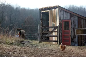 Cow barn built with reclaimed materials, to house a Jersey milk cow | Homestead Honey