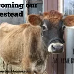 Welcoming our Homestead Cow
