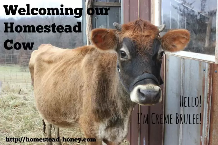 Welcoming our new Homestead Cow | Homestead Honey