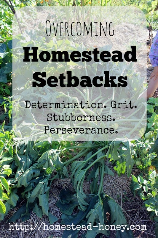 Overcoming Homestead Setbacks | Homestead Honey