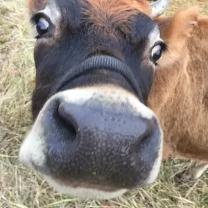 Our Jersey family milk cow, Creme Brûlée | Homestead Honey