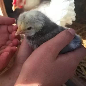Children can be taught to gently hold chicks | Homestead Honey
