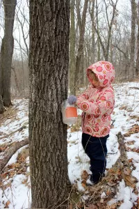 Collecting sap from black walnut trees to make syrup | Homestead Honey