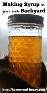 Making your own syrup from backyard trees is easy and fun. And did you know that maple isn't the only backyard tree that you can tap to make syrup? | Homestead Honey