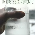 Tree Sap: Nature’s Spring Tonic