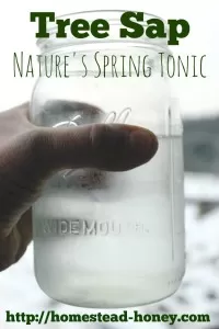 Sap from many common trees is edible, and loaded with vitamins and minerals - a perfect, 100% natural spring tonic! | Homestead Honey