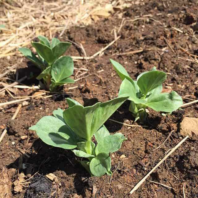 Fava beans planted in early March sprout in April for a mid-spring harvest