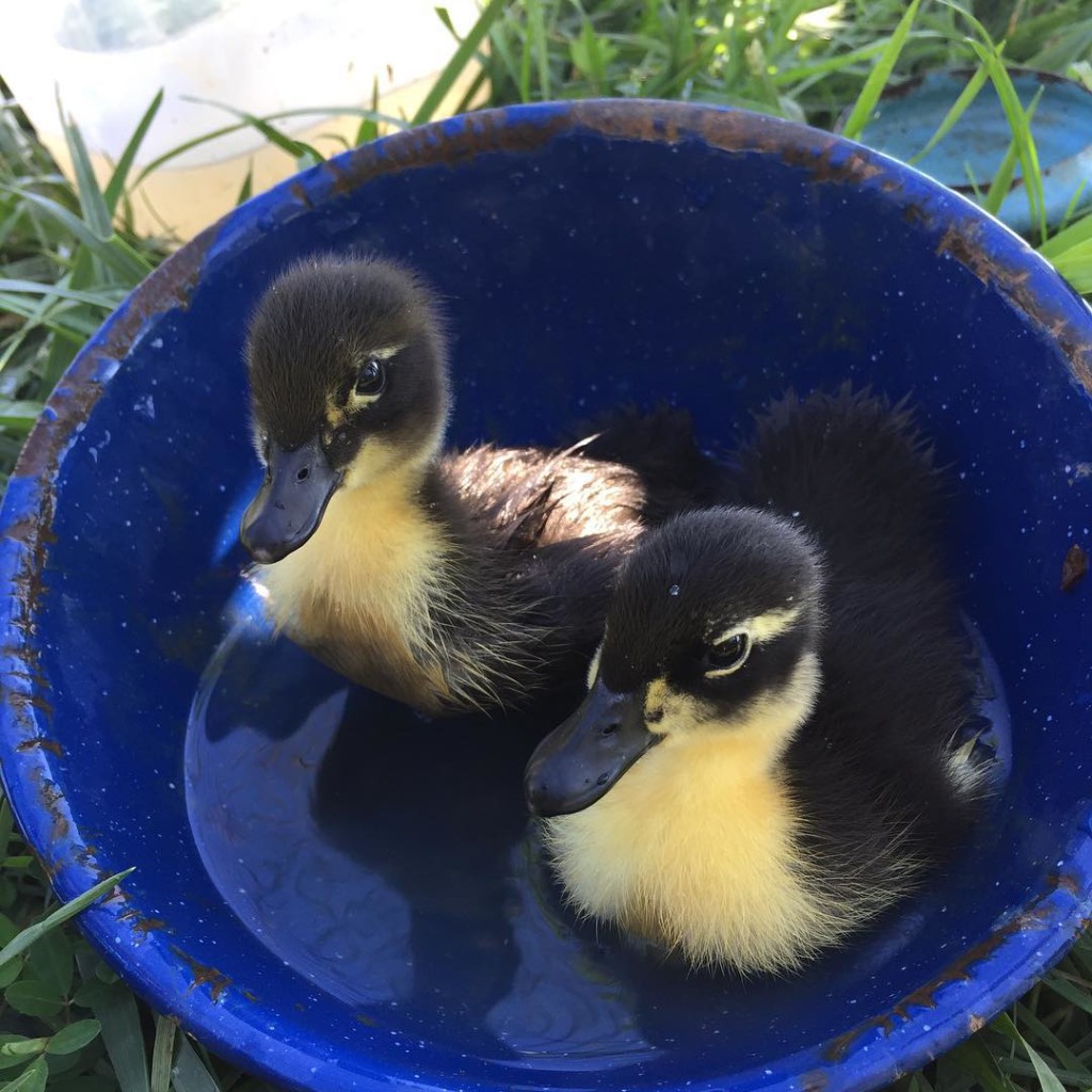 Baby ducklings have their first swim lessons | Homestead Honey