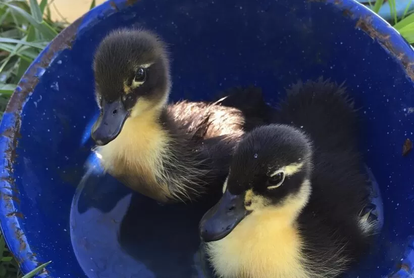 Baby ducklings have their first swim lessons | Homestead Honey