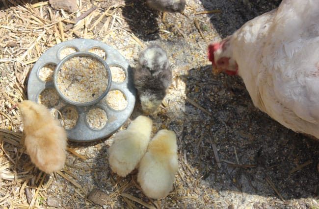A broody hen teaches her chicks how to peck and scratch | Homestead Honey