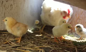 Let your broody hen hatch her own chicks and save you time and money! | Homestead Honey