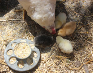 Letting a broody hen saves you time and money, as the mama hen does all the work! | Homestead Honey