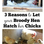 3 Reasons to Let your Broody Hen Hatch her Chicks