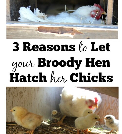 Let your broody hen hatch her own chicks and save you time and money! | Homestead Honey