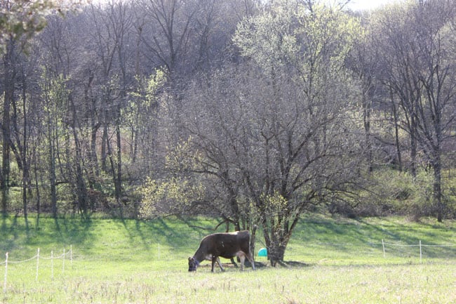 Homestead Cow grazing in the pasture