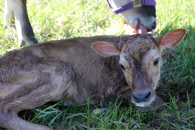 Our newborn calf in the pasture | Homestead Honey