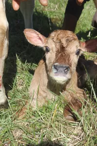 Our new homestead calf, May Apple, getting soaked by her mama's teat streaming milk! | Homestead Honey