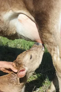 A newborn calf takes her first sips of colostrum | Homestead Honey
