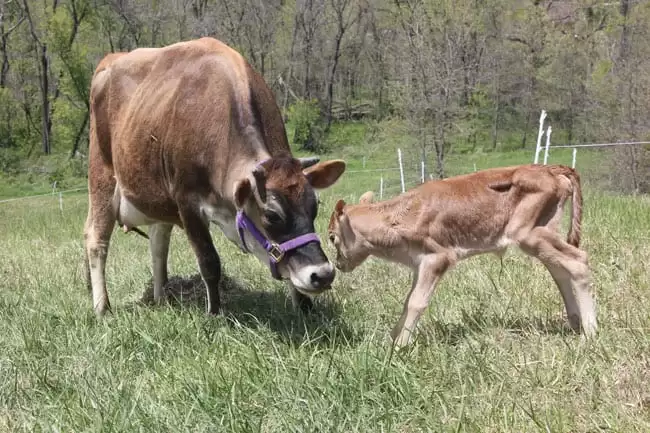 May Apple the calf bonds with her mama, our Family Milk Cow | Homestead Honey