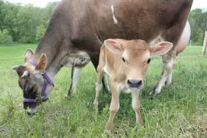Our homestead cow gave birth to a beautiful Jersey heifer, May Apple | Homestead Honey