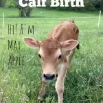 A Homestead Calf is Born