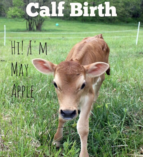 The first homestead calf born to our Family Milk Cow, Creme Brulee. | Homestead Honey