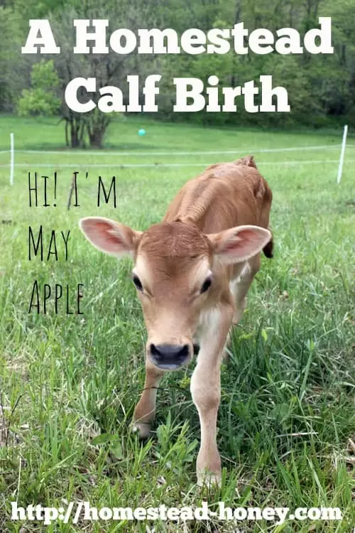 The first homestead calf born to our Family Milk Cow, Creme Brulee. | Homestead Honey