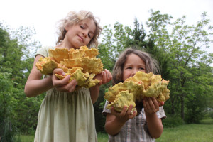 Kids love foraging, especially when the reward is as great as this Chicken of the Woods | Homestead Honey