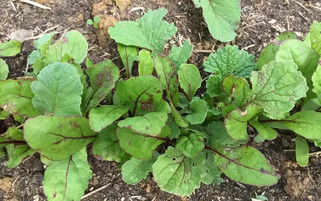 Beets and Radishes are interplanted in the spring garden | Homestead Honey