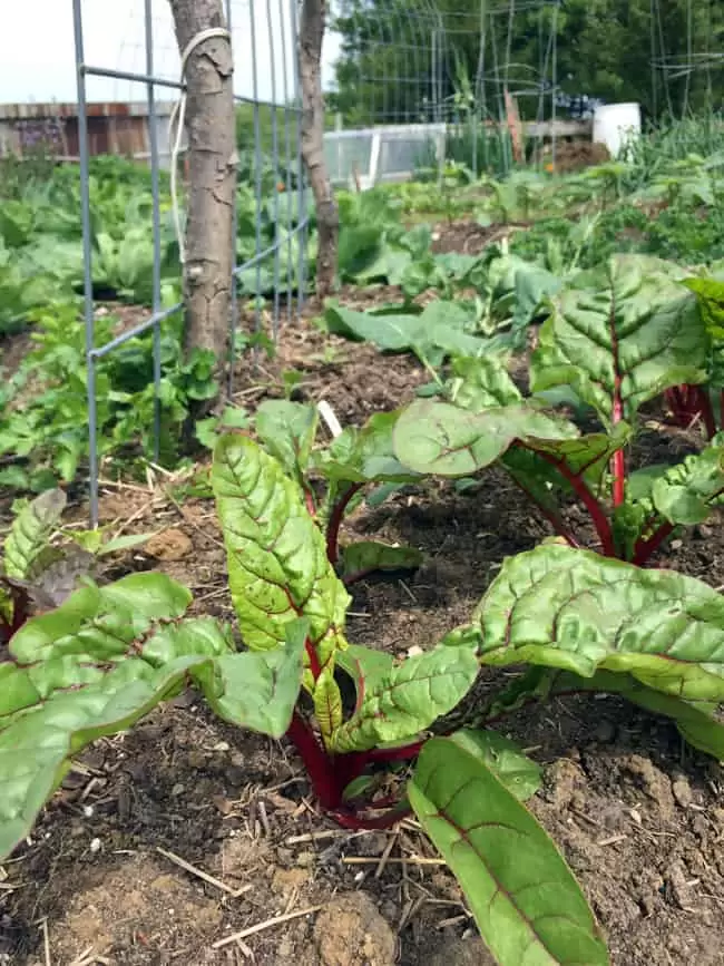 Swiss Chard and collards thrive in the spring garden | Homestead Honey