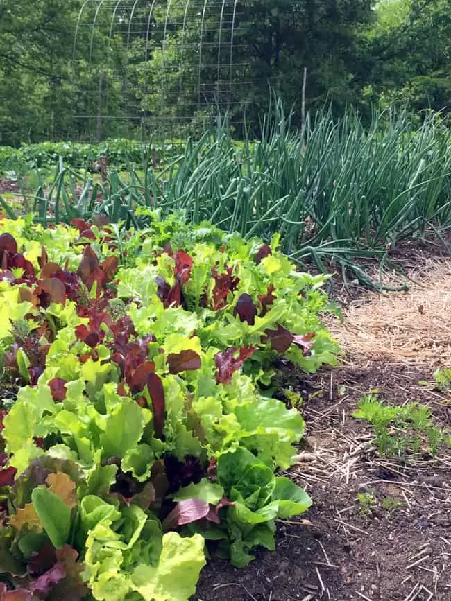 Lettuce and onions thrive in a lasagna garden bed | Homestead Honey