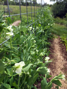 Snap and snow peas, almost ready to harvest | Homestead Honey