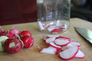 Spring radishes can be fermented to extend their use | Homestead Honey