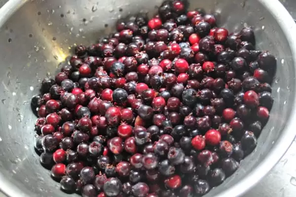 Serviceberries are a delicious wild edible that taste great made into jam | Homespun Seasonal Living