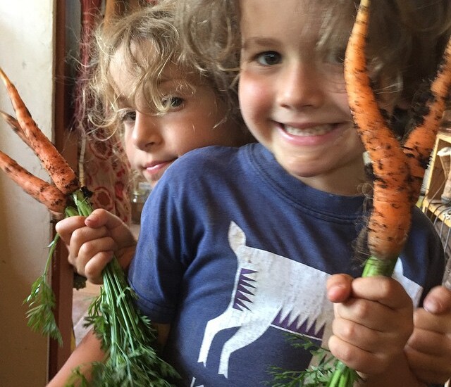 The first carrot harvest of the year is an exciting moment for our kids | Homestead Honey