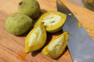 Preparing green walnuts for nocino making | Homestead Honey