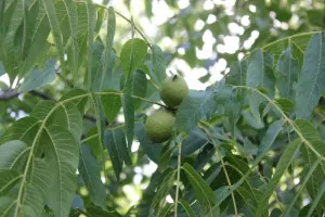 Immature black walnuts ready to harvest for nocino | Homestead Honey