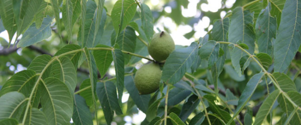 Immature black walnuts ready to harvest for nocino | Homestead Honey