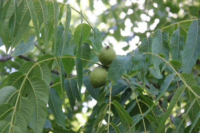 Immature black walnuts ready to harvest for nocino