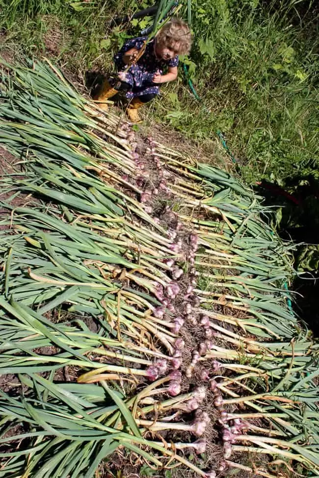 Freshly harvested garlic being cured in a sunny spot of a homestead garden