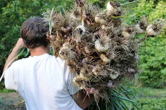 a man harvesting garlic 