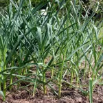 The Ultimate Guide to Growing, Harvesting, and Storing Garlic