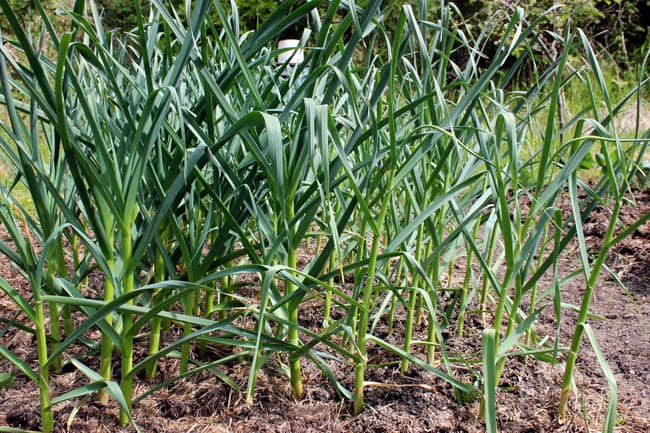 mulched garlic plants in a vegetable patch