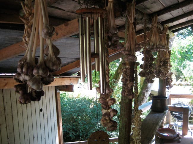Garlic braids hanging from the ceiling of a homesteader's kitchen