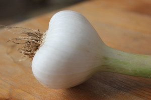 A softneck garlic bulb, ready to braid for longterm storage | Homestead Honey