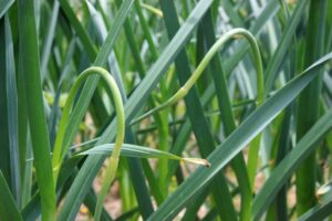 Garlic scapes are the flower stalks of hardneck garlic. They are edible and delicious | Homestead Honey